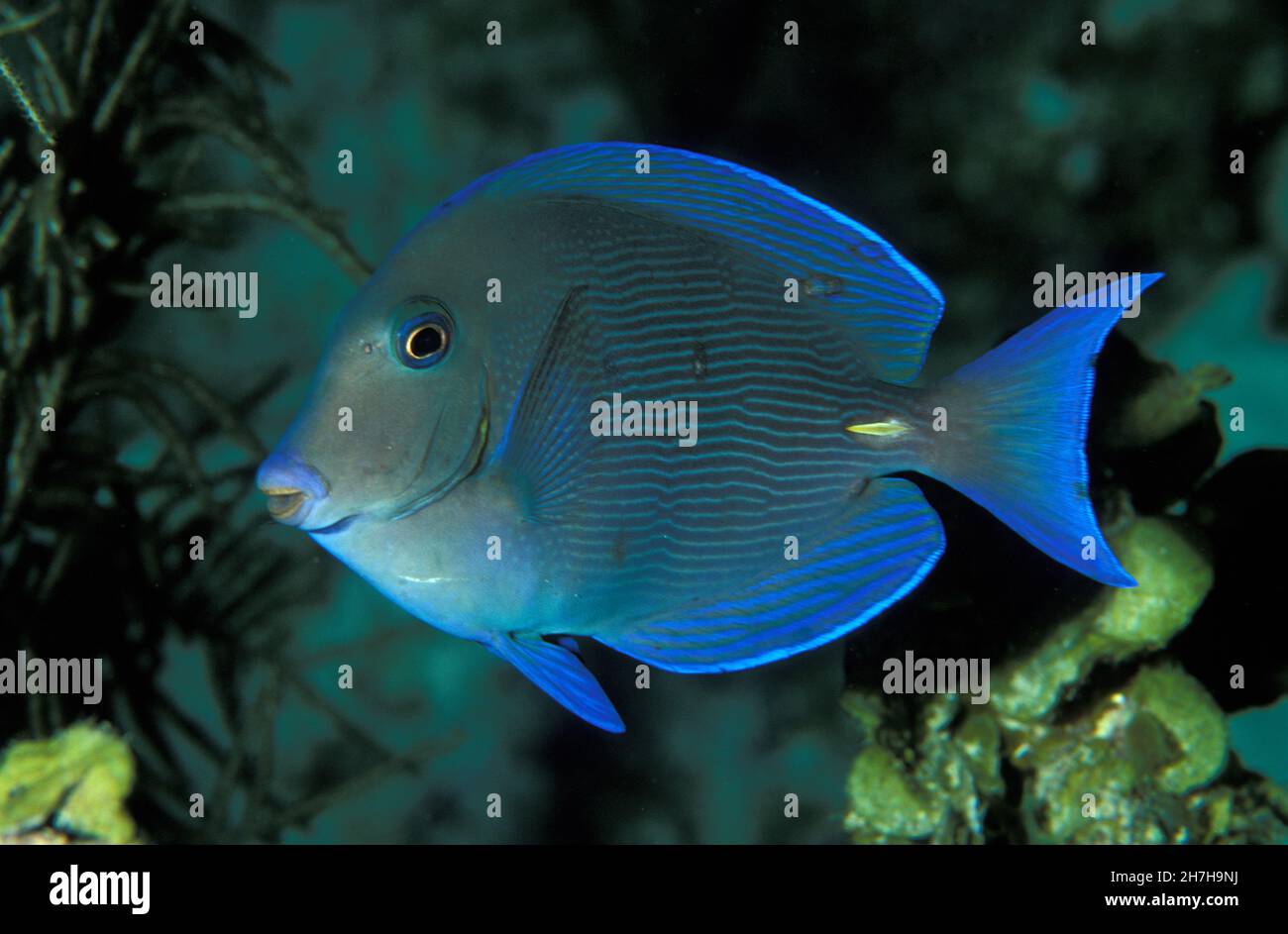 FRANZÖSISCH-WESTINDIEN. MARTINIQUE. TIEFSEE. POISSON CHIRURGIEN Stockfoto