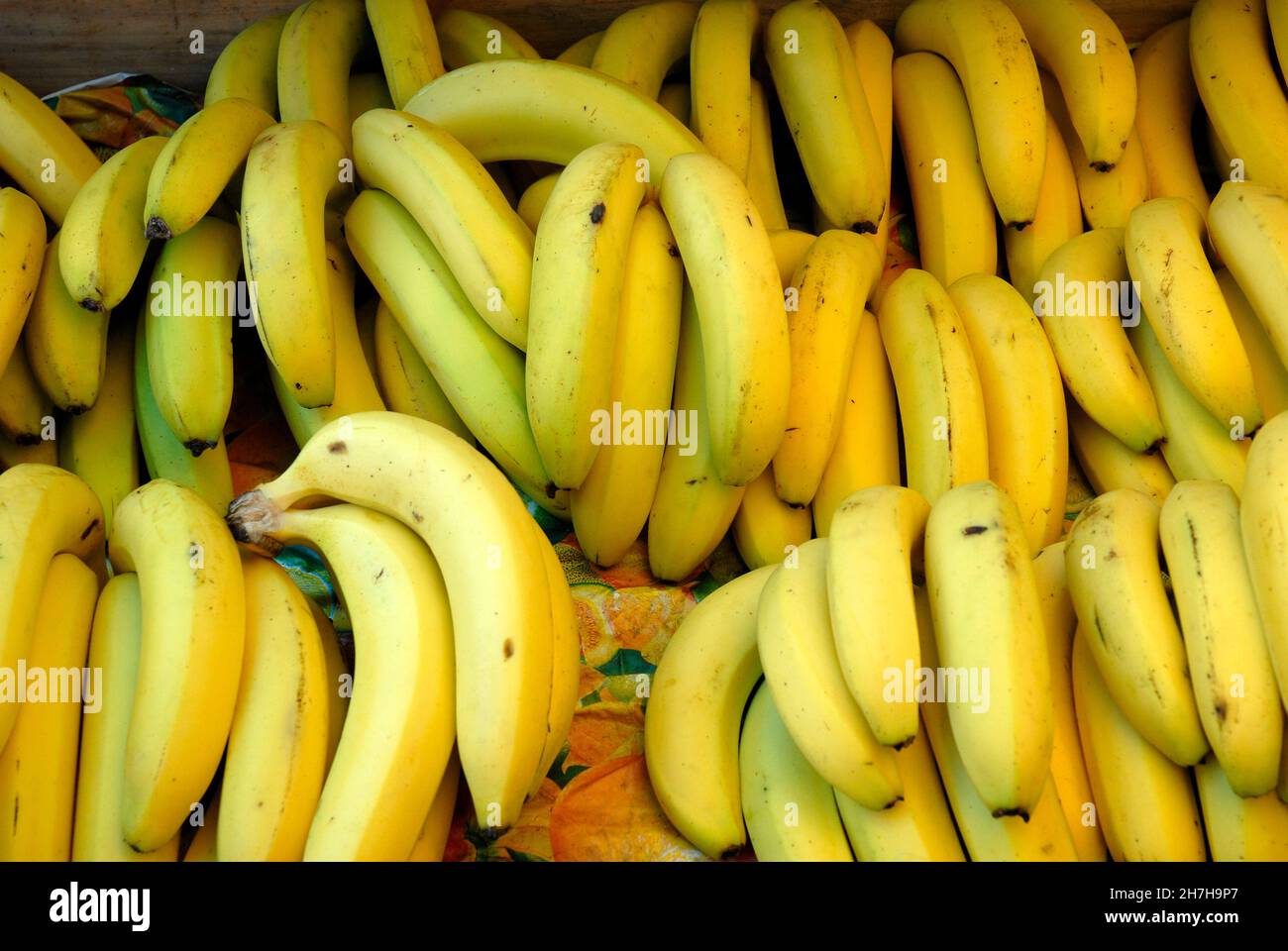 FRANZÖSISCH-WESTINDIEN. MARTINIQUE. BANANEN Stockfoto