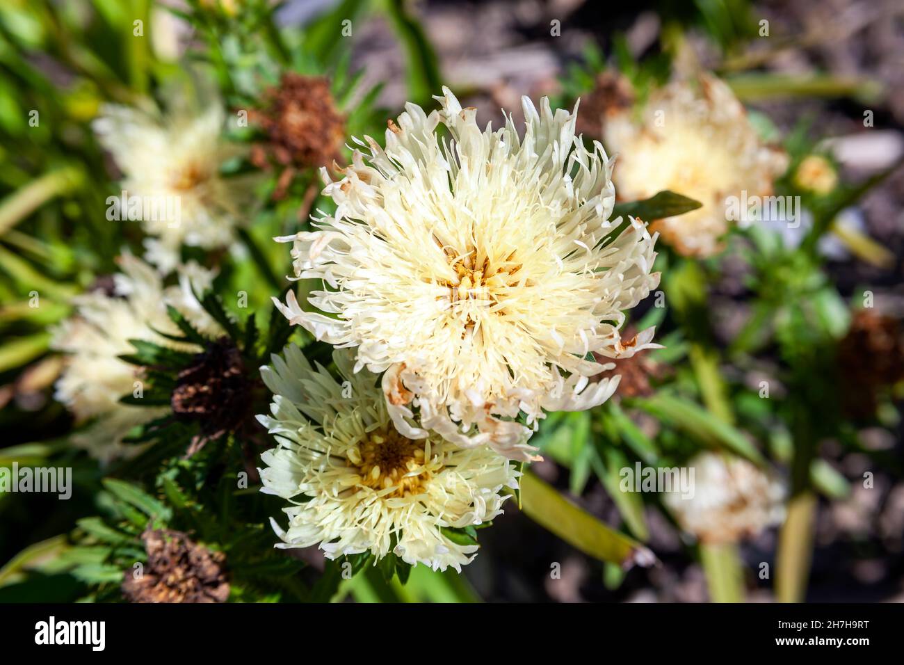 Stokesia laevis 'Mary Gregory' eine im Herbst blühende Pflanze mit einer cremegelben Sommerblume, die allgemein als Stoke's Aster bekannt ist, Stockfoto Stockfoto