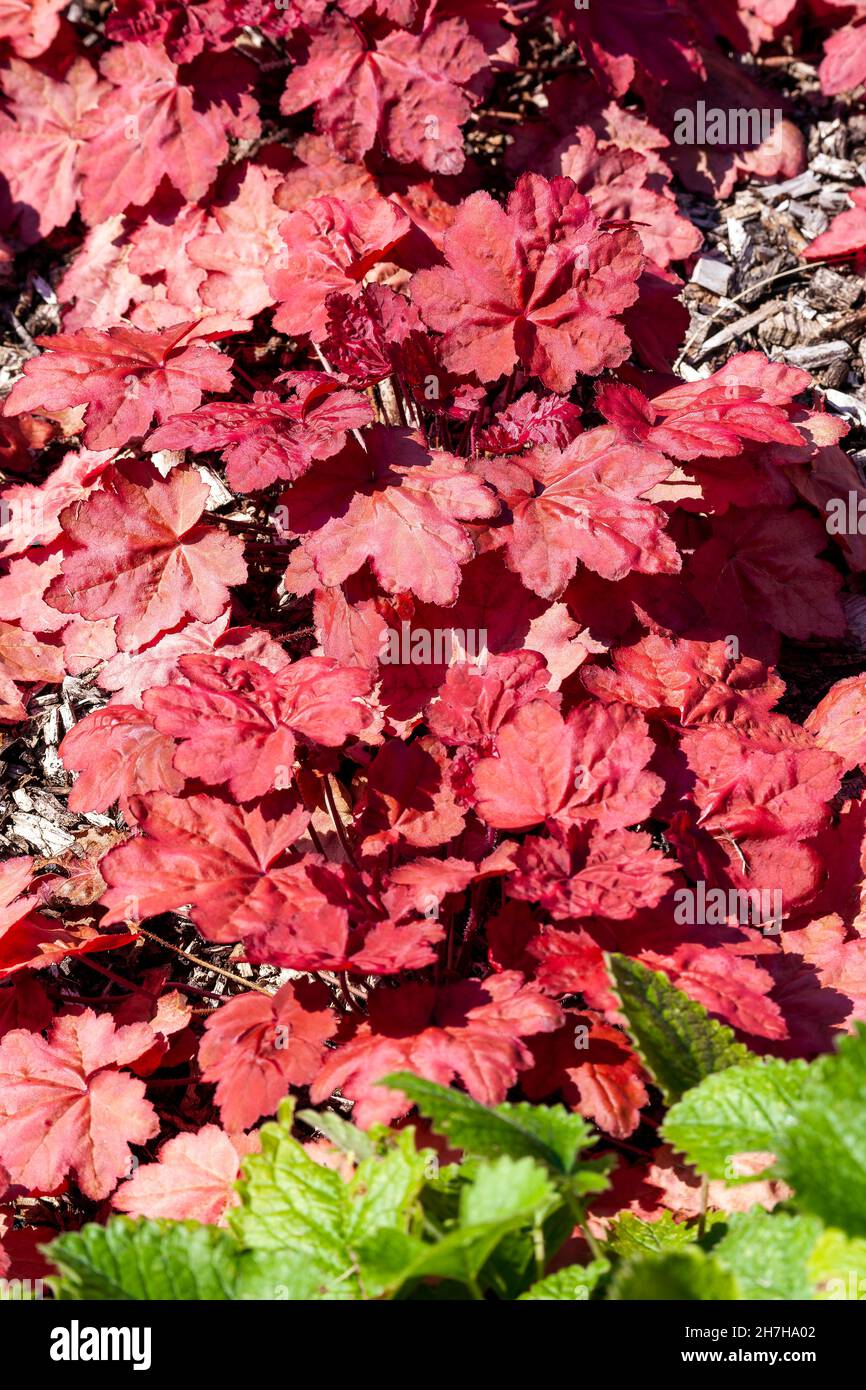 Heuchera 'Autumn Leaves' eine krautige, mehrjährige Pflanze im Frühling, Sommer, mit rosa roten Blättern, die allgemein als Korallenglocken oder Alaun-Wurzel, pH-wert, bekannt ist Stockfoto