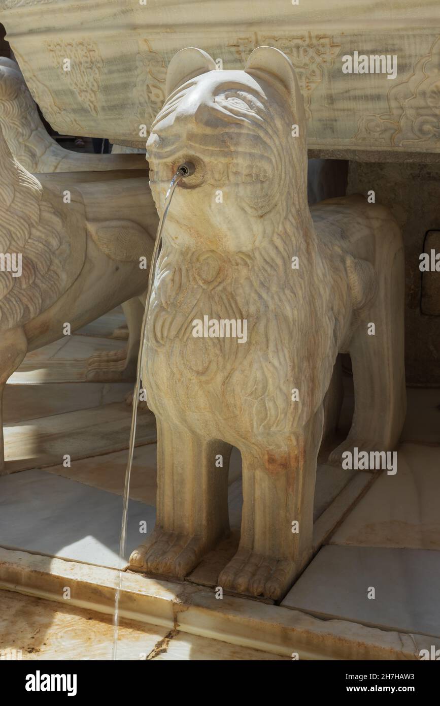 Detail des Brunnens im Patio der Löwen in den Nasriden-Palästen der Alhambra. Selektiver Fokus auf den vorderen Teil des Löwen. Stockfoto