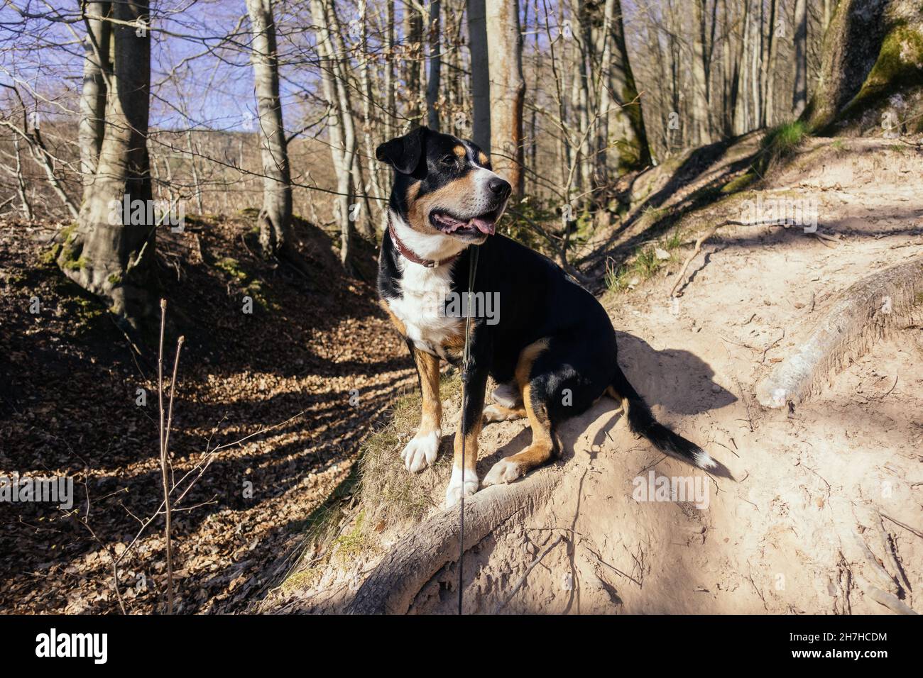 Entzückender Schweizer Berghund im Wald Stockfoto