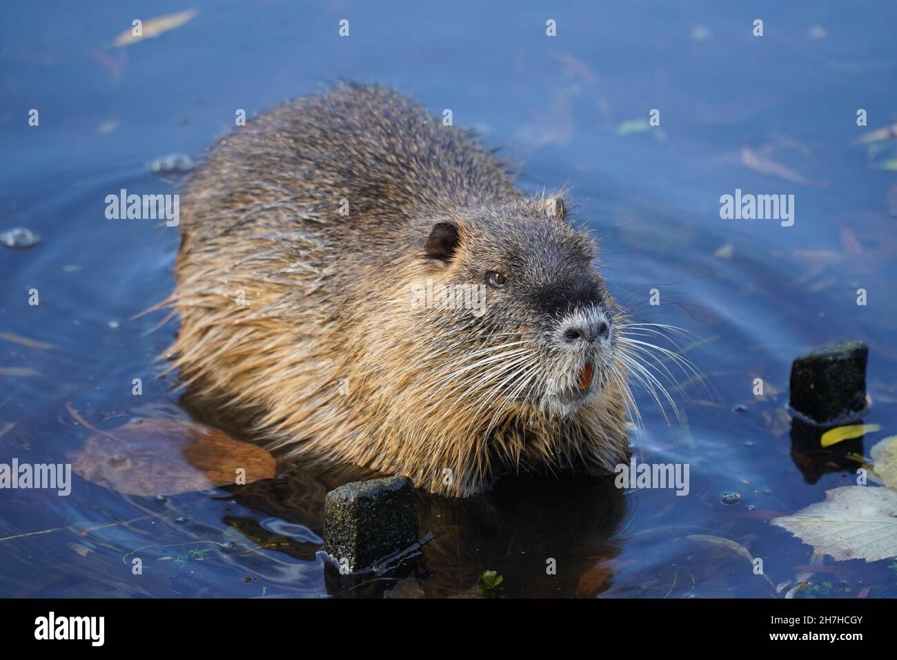 Wilder Coypu (Myokastor coypus) oder Nutria ist ein großer, pflanzenfressender, semiaquatischer Nager. Klassifiziert als Mitglied der Familie der Myokastoridae. Stockfoto