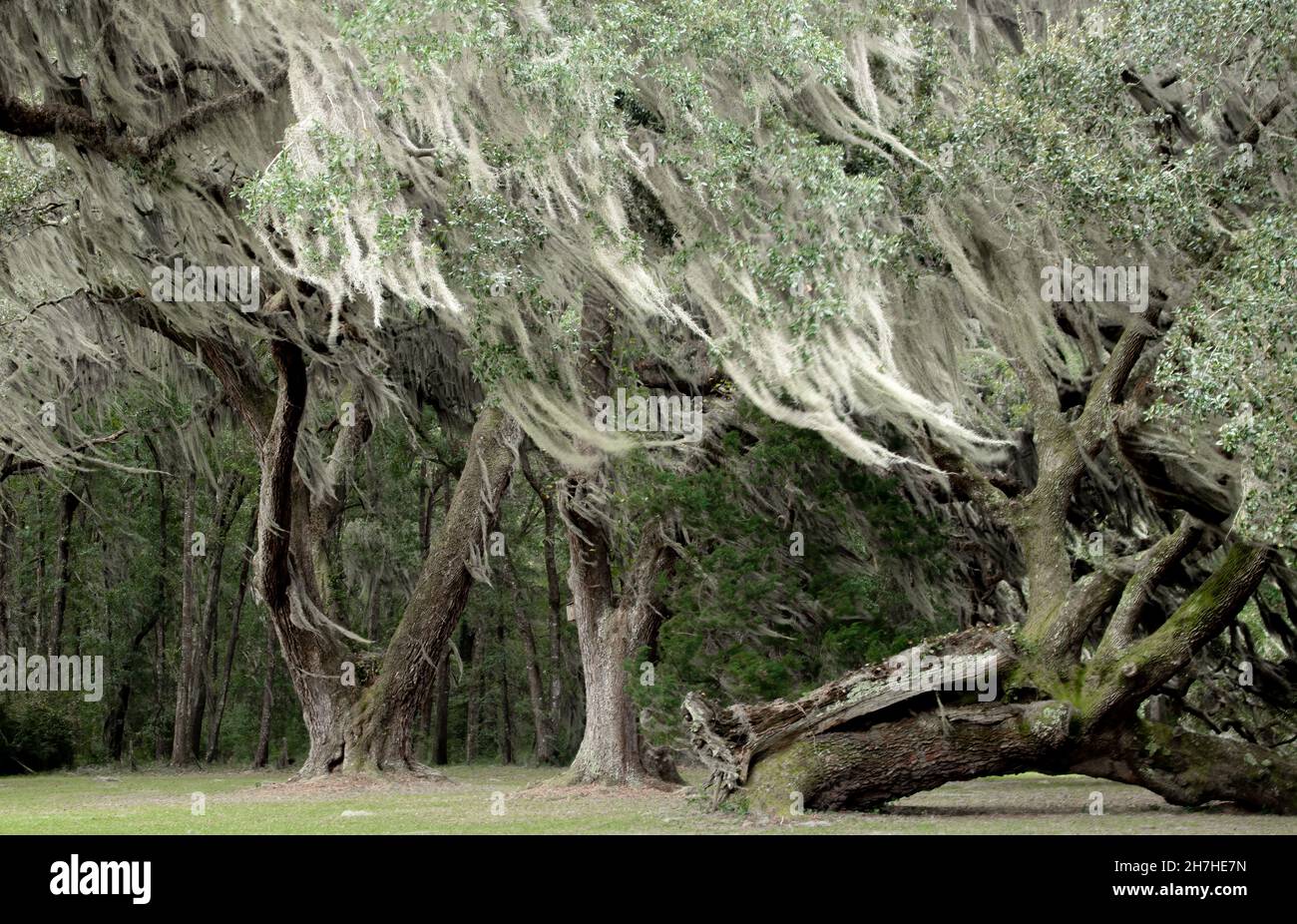 Spanisches Moos bläst im Wind des jahrhundertealten lebenden Eichenwaldes in Georgia, USA Stockfoto