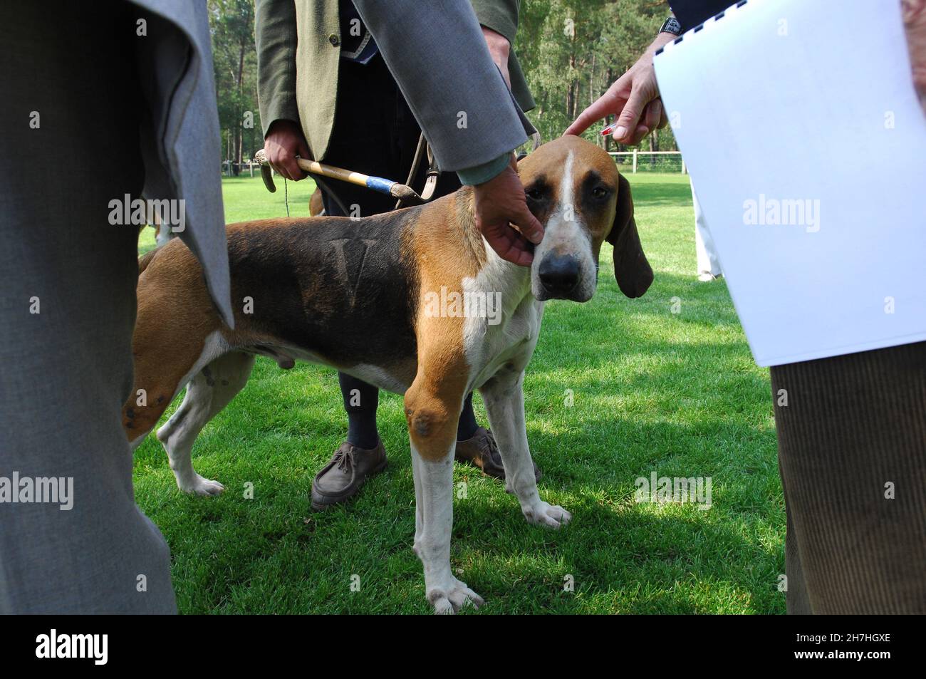 FRANKREICH. VENERY. JAGDHUND BEI EINEM WETTKAMPF MITTEN IN DER RICHTERSCHAFT. Stockfoto