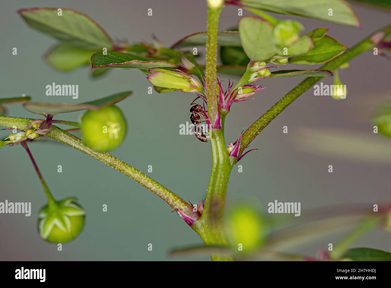 Ausgewachsene weibliche Rover-Ameise der Gattung Brachymyrmex in einer Mascarene-Insel-Blatt-Blütenpflanze der Art Phyllanthus tenellus Stockfoto