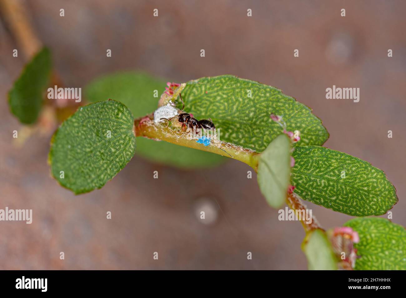 Kleine Erwachsene Rover-Ameise der Gattung Brachymyrmex in einer roten Laugen-Pflanze der Art Euphorbia thymifolia Stockfoto