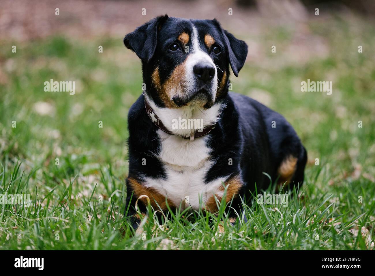 Entzückender Schweizer Berghund auf dem Grasfeld Stockfoto