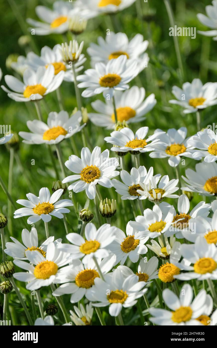 Anthemis punctata Unterart cupaniana, auch sizilianische Kamille genannt Stockfoto