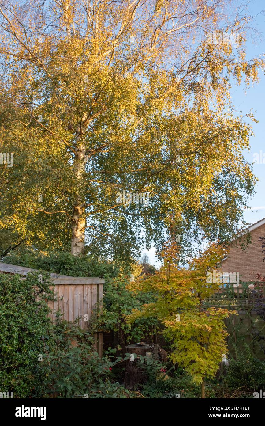 Acer palmatum Sango Kaku – Korallenbarsch-Ahorn, Silberbirke Stockfoto