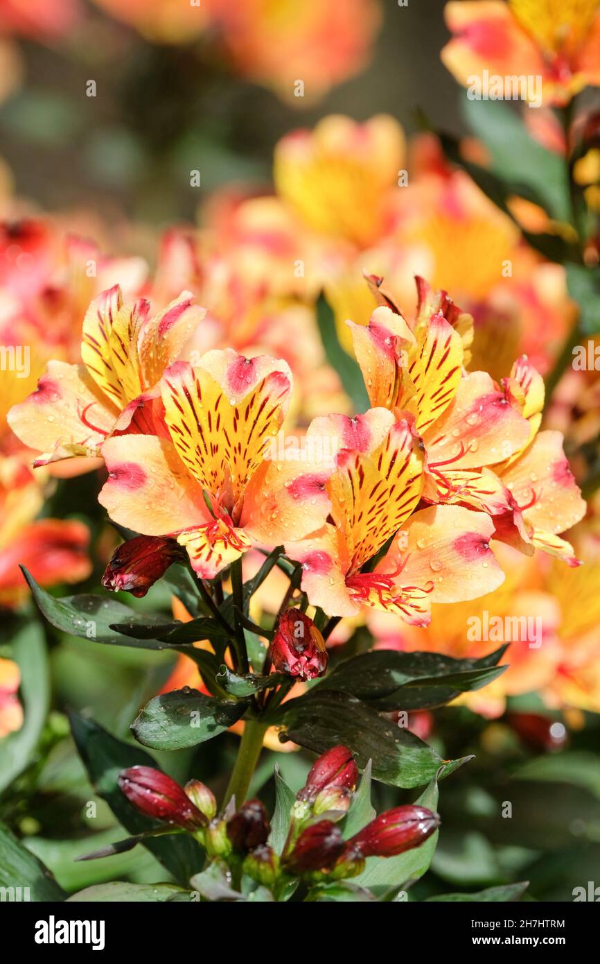 Alstroemeria Indian Summer entspricht 'Tesronto' (PBR) (Summer Paradise Series). Peruanische Lilie Indian Sommer. Verbrannte orange/gelbe Blüten Stockfoto