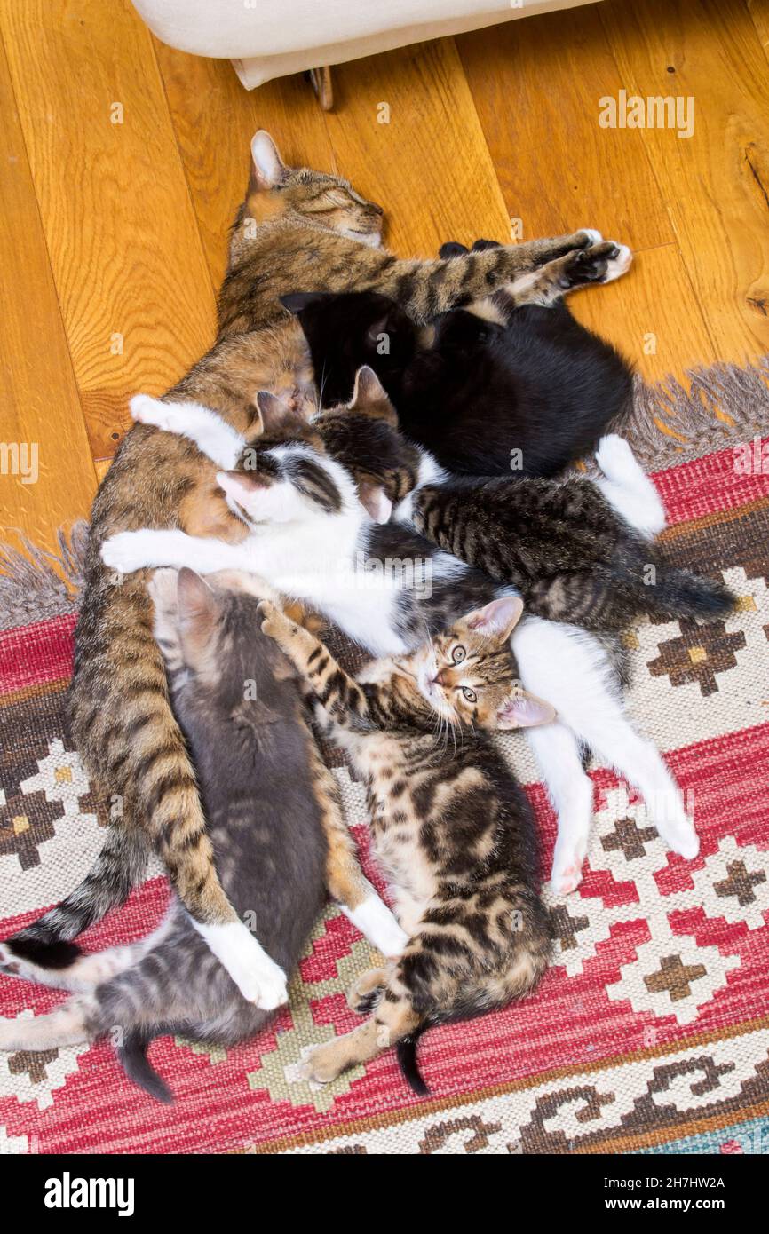Inländische tabby Katze geben saugen fünf neugeborene Kätzchen Stockfoto