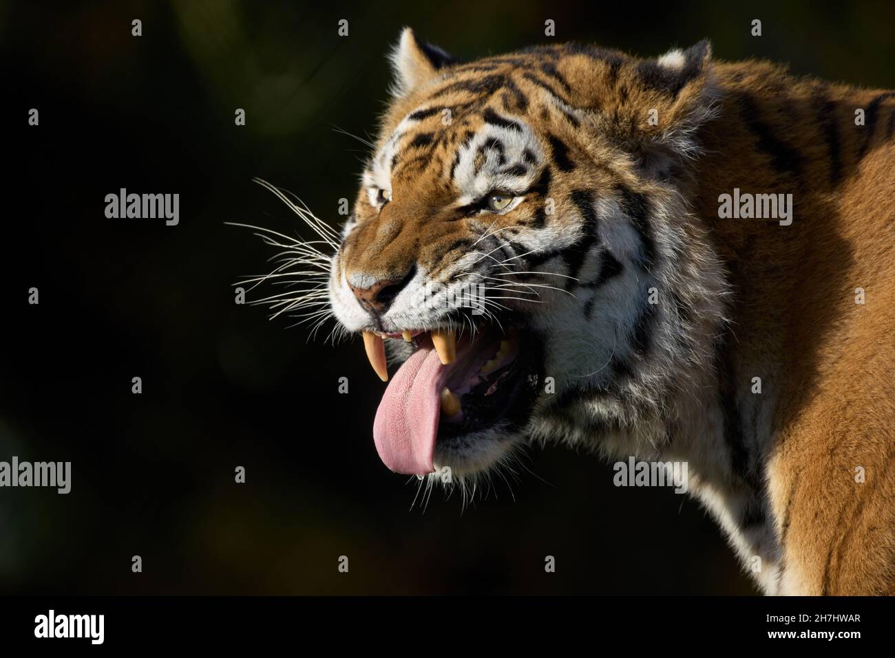 Antwort des männlichen Amur-Tigers Stockfoto