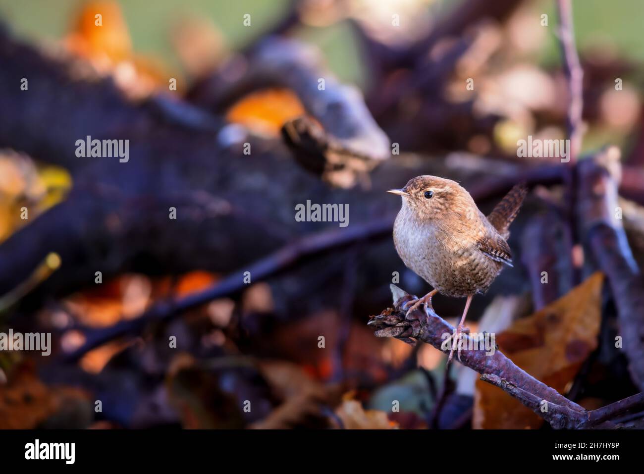 Eurasischen Zaunkönig (Troglodytes troglodytes) im Naturschutzgebiet Moenchbruch in der Nähe von Frankfurt, Deutschland. Stockfoto