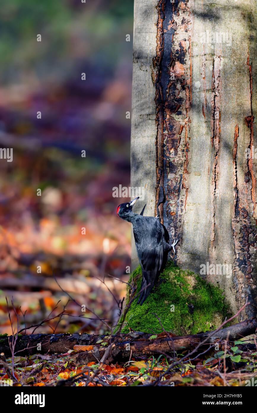 Schwarzspecht (Dryocopus martius) im Wald im Naturschutzgebiet Mönchbruch bei Frankfurt. Stockfoto