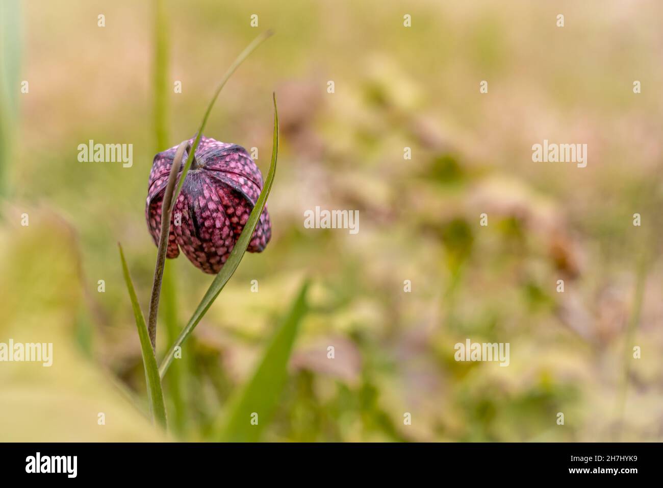 Frühlingshintergrund mit einer violetten Schachblume (Schlangenkopf). Copyspace, flaches Tiefenfeld. Stockfoto