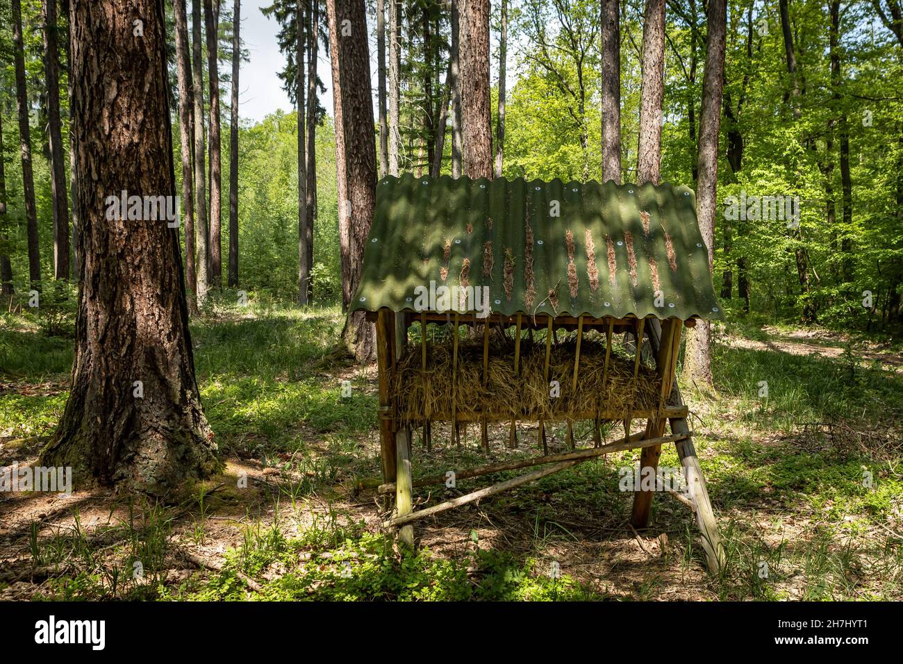 Ein Futterregal für Tiere im Wald. Sonniger Tag, keine Menschen. Stockfoto