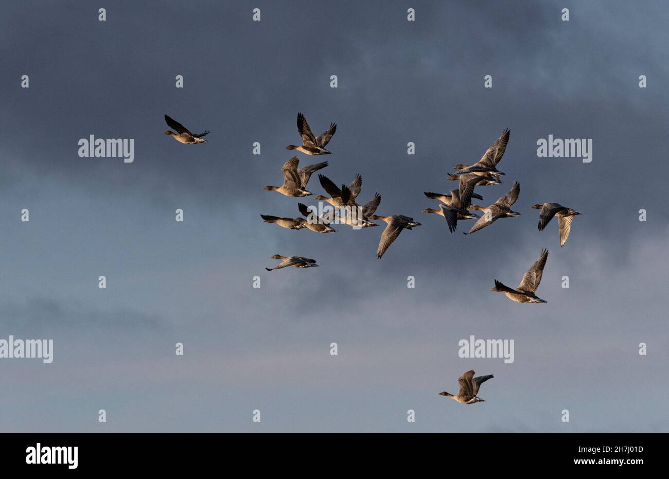 Pinkfoot-Gänse, die in das Sonnenlicht am späten Nachmittag fliegen, Salthouse, North Norfolk, East Anglia, Großbritannien Stockfoto