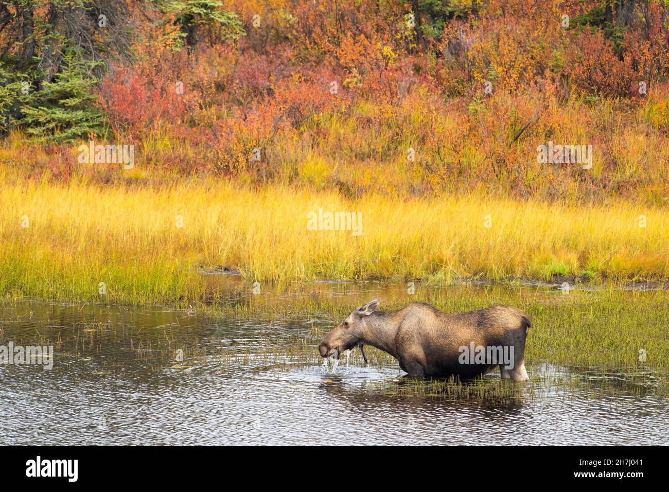 Elche auf Vegetationsbesuche im Kesselteich in der Wrangell-St. Elias-Nationalpark. Stockfoto