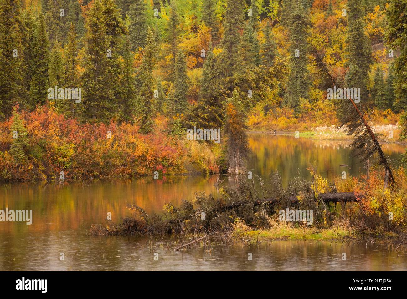 Herbstfarben umgeben diesen Teich in der Wrangell-St. Elias National Park in Südzentralalaska. Stockfoto