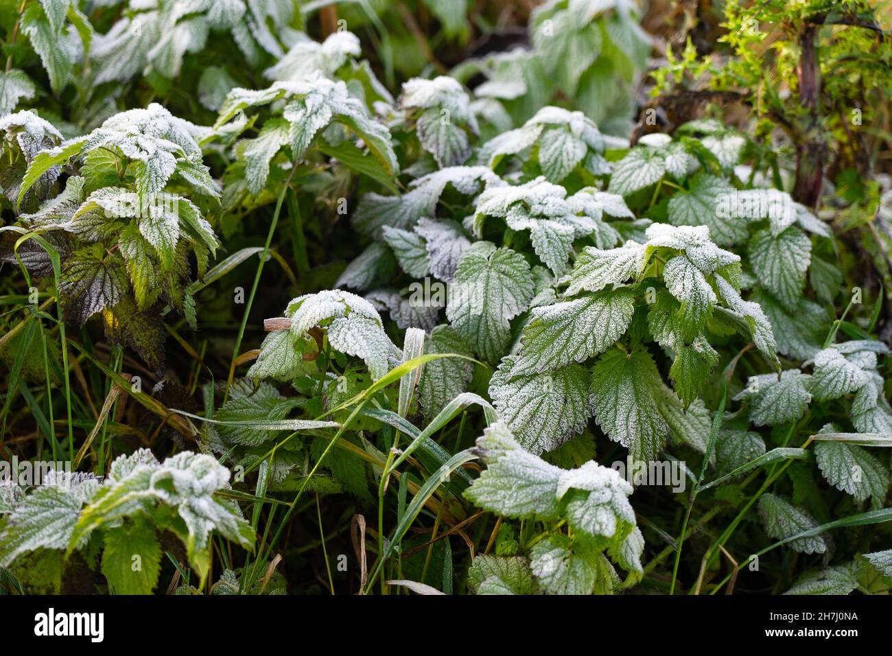 gefrorene Blätter im winter Stockfoto