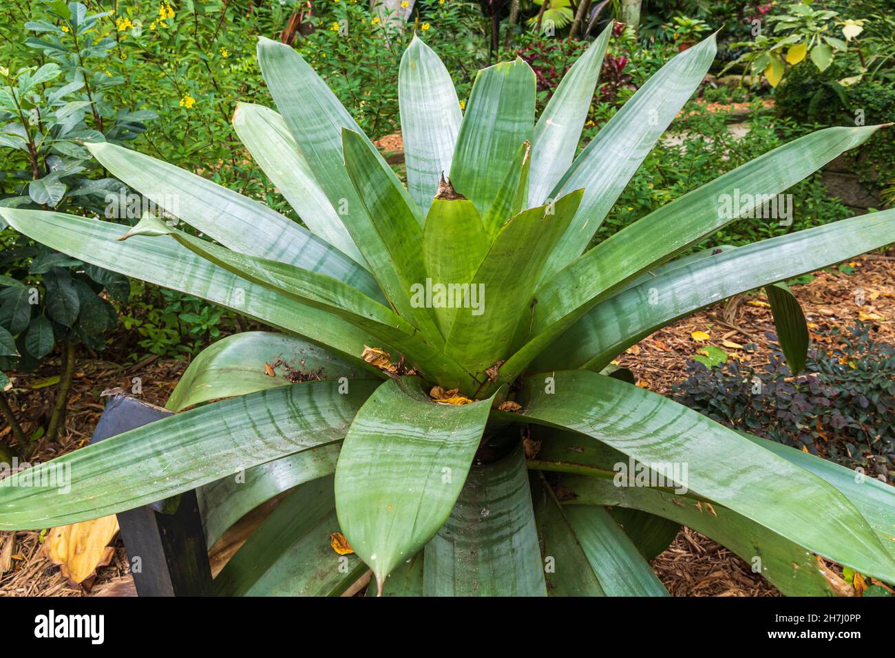 Kaiserliche Bromeliade (Alcantarea imperialis), endemisch in Brasilien - Florida, USA Stockfoto