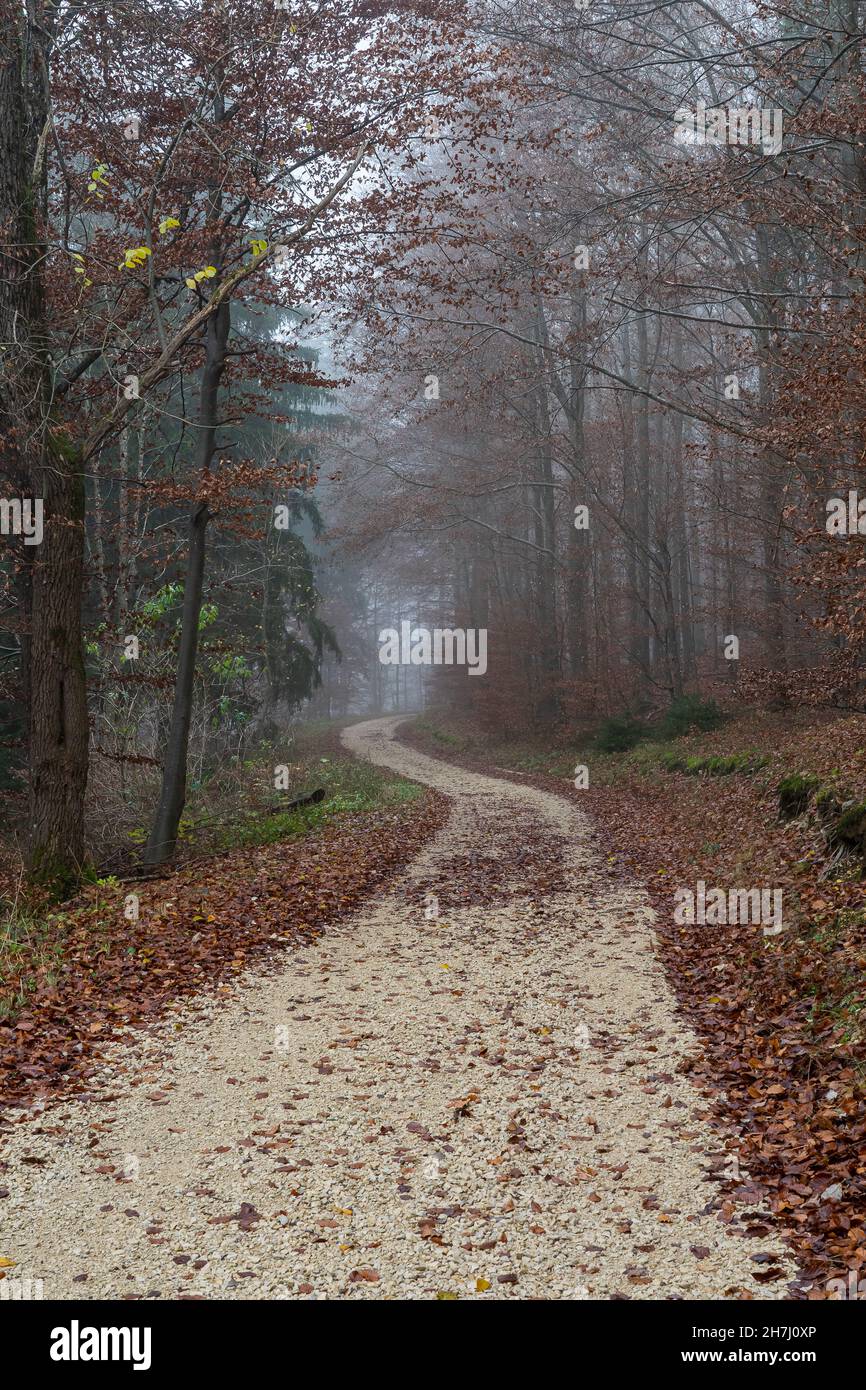 Beängstigender frostiger, nebliger Pfad Stockfoto