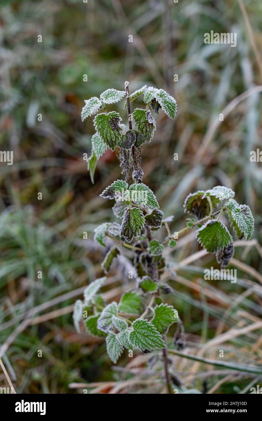 gefrorene Blätter im winter Stockfoto
