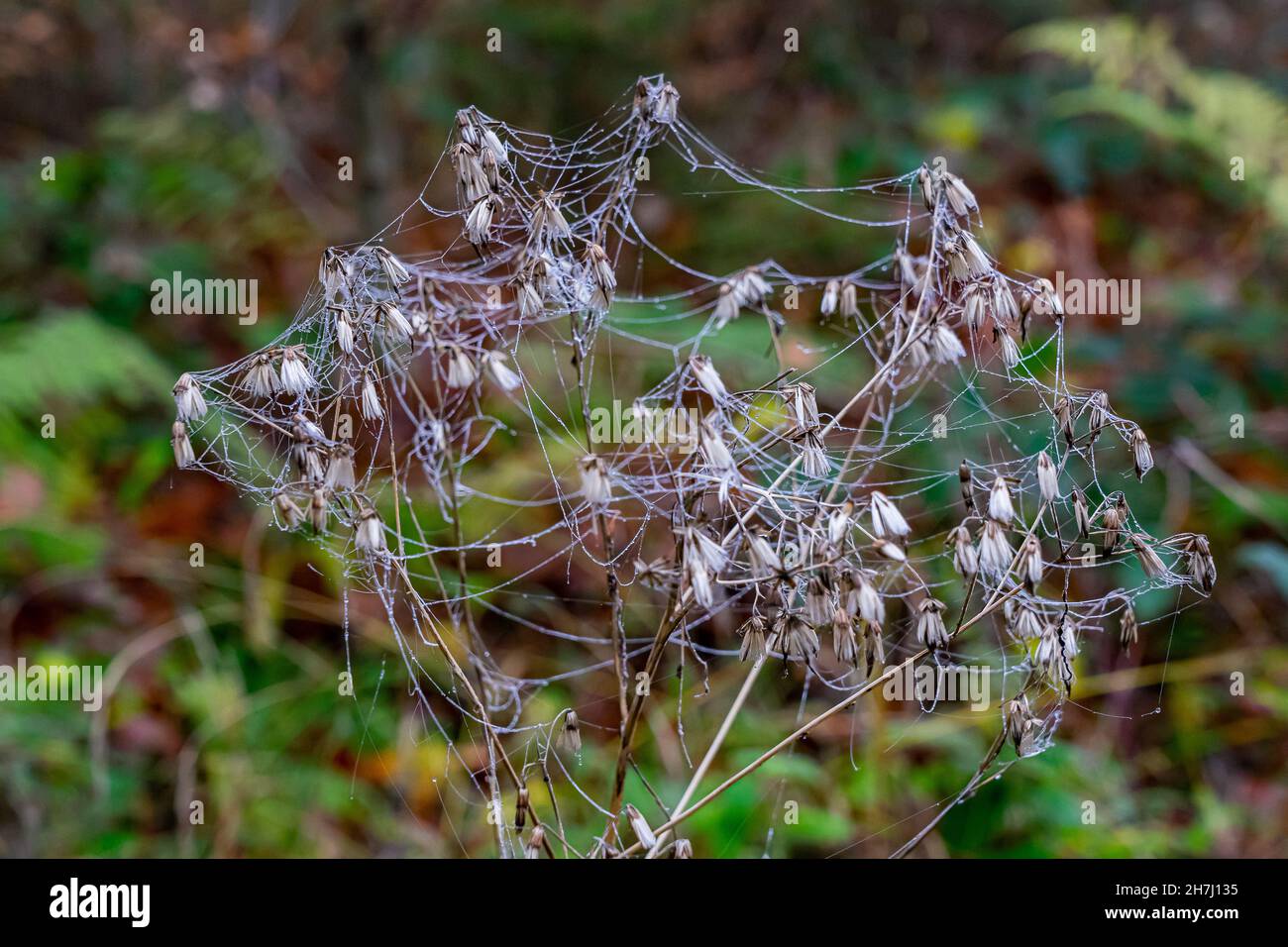 Gefrorene weiße Blüten mit Spinnweben im Winter Stockfoto