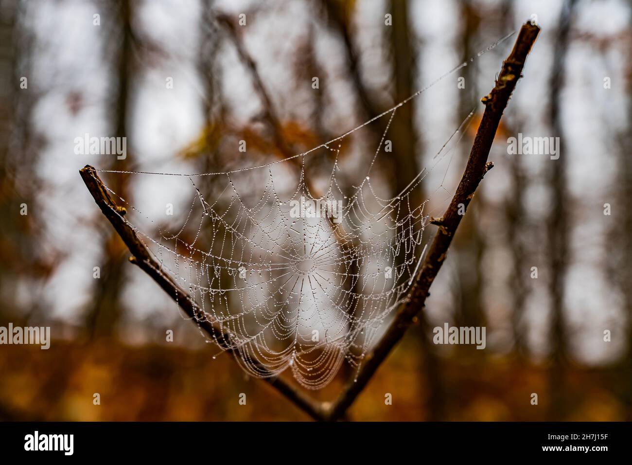 Astgabel mit gefrorenem Spinnennetz im Winter Stockfoto