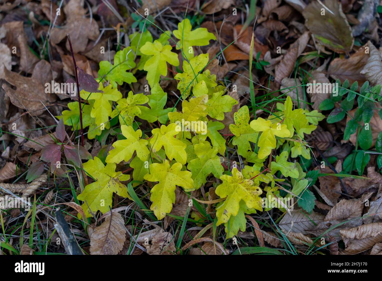gefrorene Blätter im winter Stockfoto