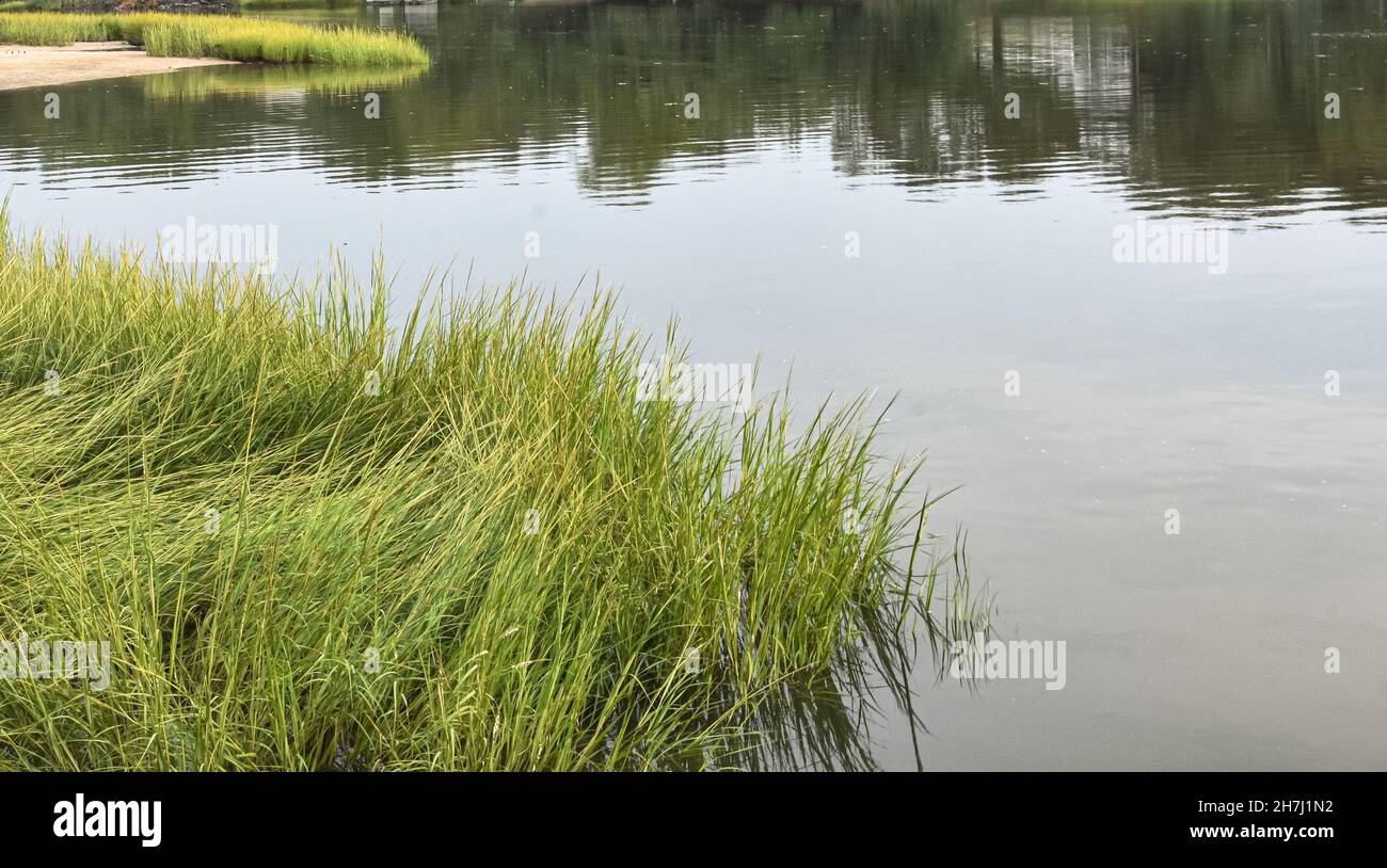 Ein Stand von Salzsumpfgras (Spartina alterniflora) in ruhigem Wasser. Long Island, New York. Speicherplatz kopieren. Hintergrund. Stockfoto