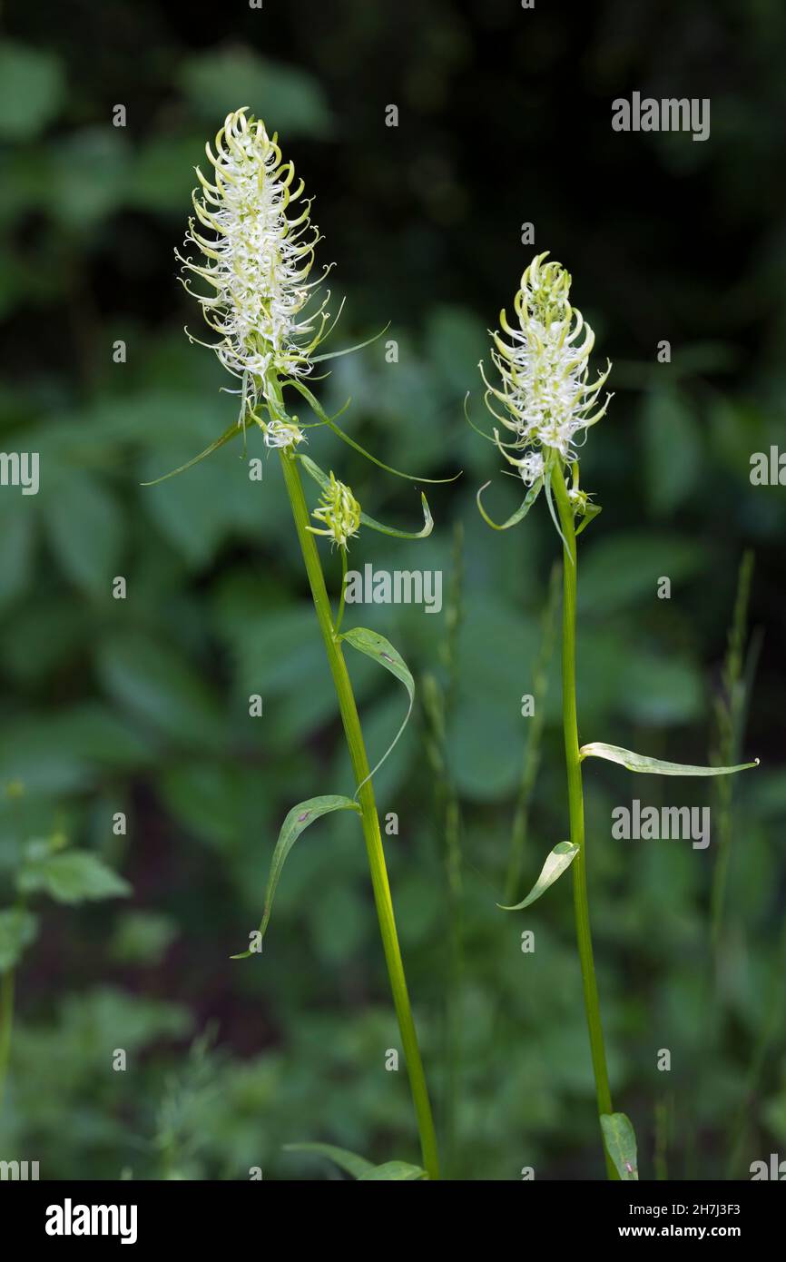 Ährige Teufelskralle, Weiße Teufelskralle, Teufelskralle, Phyteuma spicatum, Stachelrampion, La Raiponce en épi Stockfoto