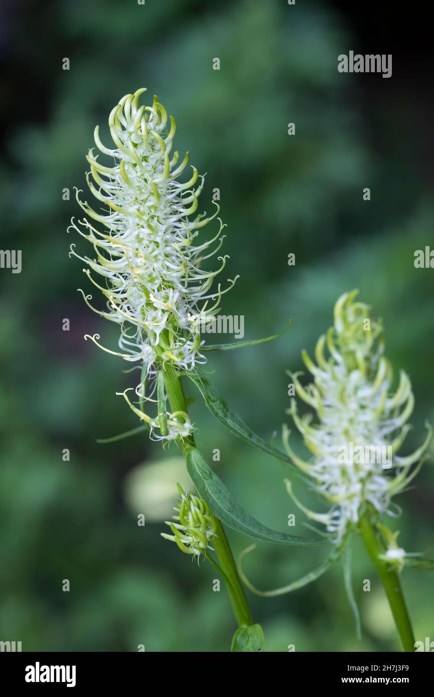 Ährige Teufelskralle, Weiße Teufelskralle, Teufelskralle, Phyteuma spicatum, Stachelrampion, La Raiponce en épi Stockfoto