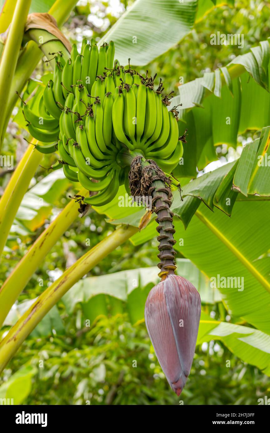 Rosa Hairy Banane Grüne Blätter Moorea Tahiti Französisch Polynesien Ursprünglich Aus Assam in Indien Stockfoto