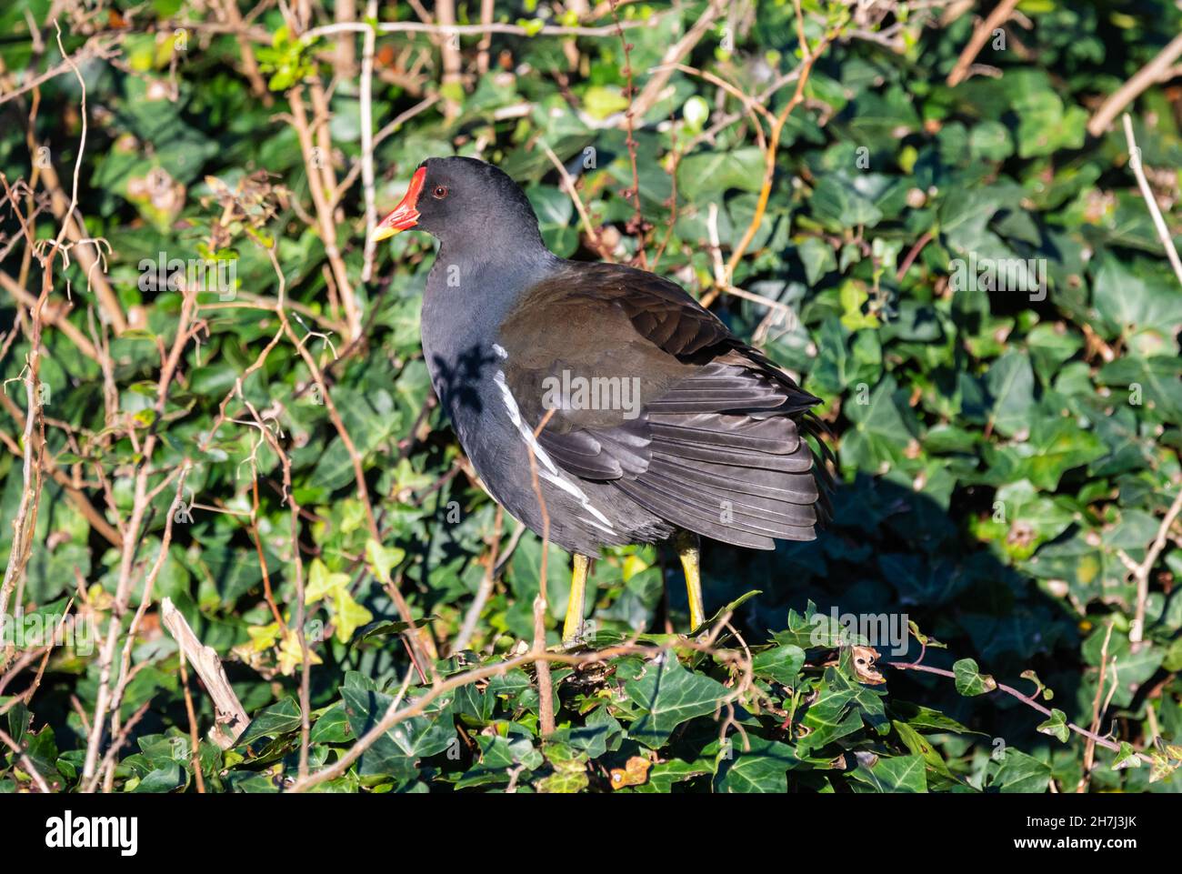Moorhen (Gallinula chloropus) steht im Winter in Großbritannien auf Gras an Land. Stockfoto