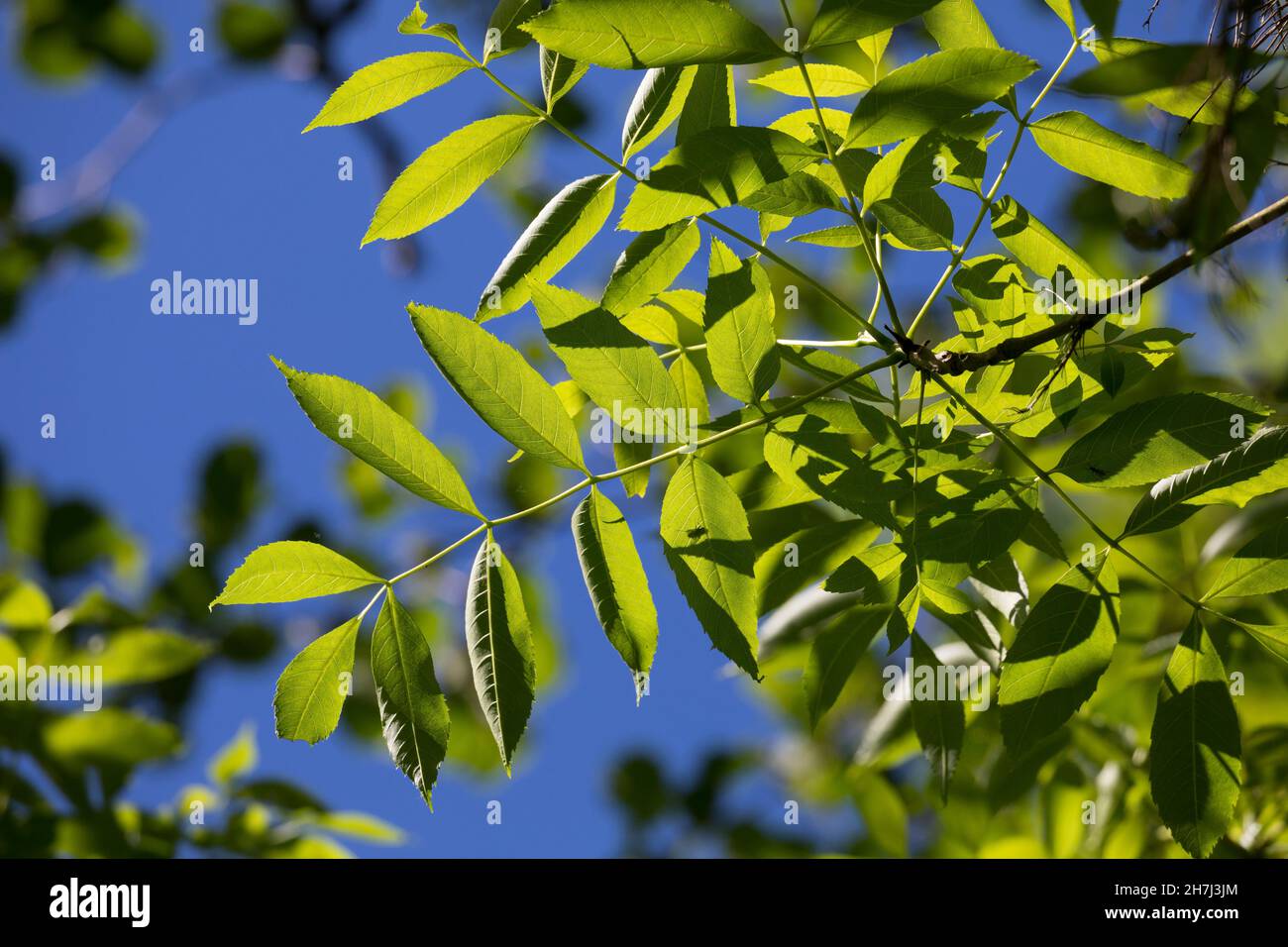 Esche, Gemeine Esche, Gewöhnliche Esche, Blatt, Blätter, Laub, Fraxinus excelsior, Gemeine Esche, Europäische Esche, Blatt, Leaves, Le Frêne commun, Frêne élev Stockfoto