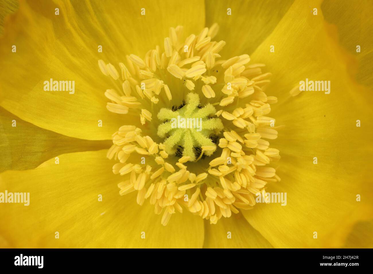 Nahaufnahme einer einzigen gelben Mohnblume mit Blick von oben Stockfoto