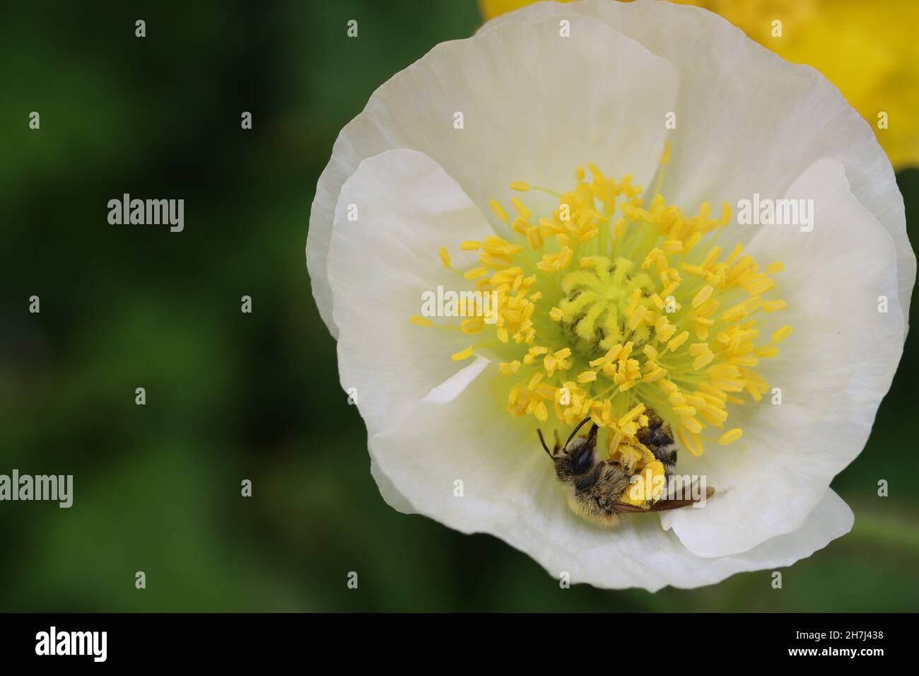 Auf der Suche nach Nektar besucht eine Biene eine weiße Mohnblume mit gelben Staubfäden, Nahaufnahme, Blick von oben, Kopierraum Stockfoto