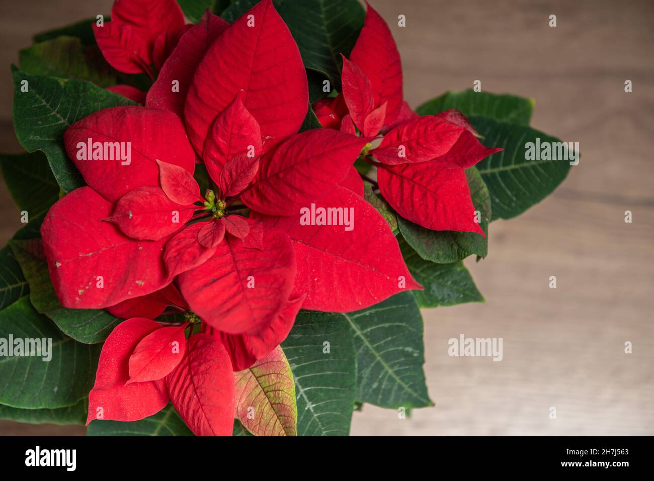 Schöne rote Weihnachtssterne mit mehr im Hintergrund Stockfoto