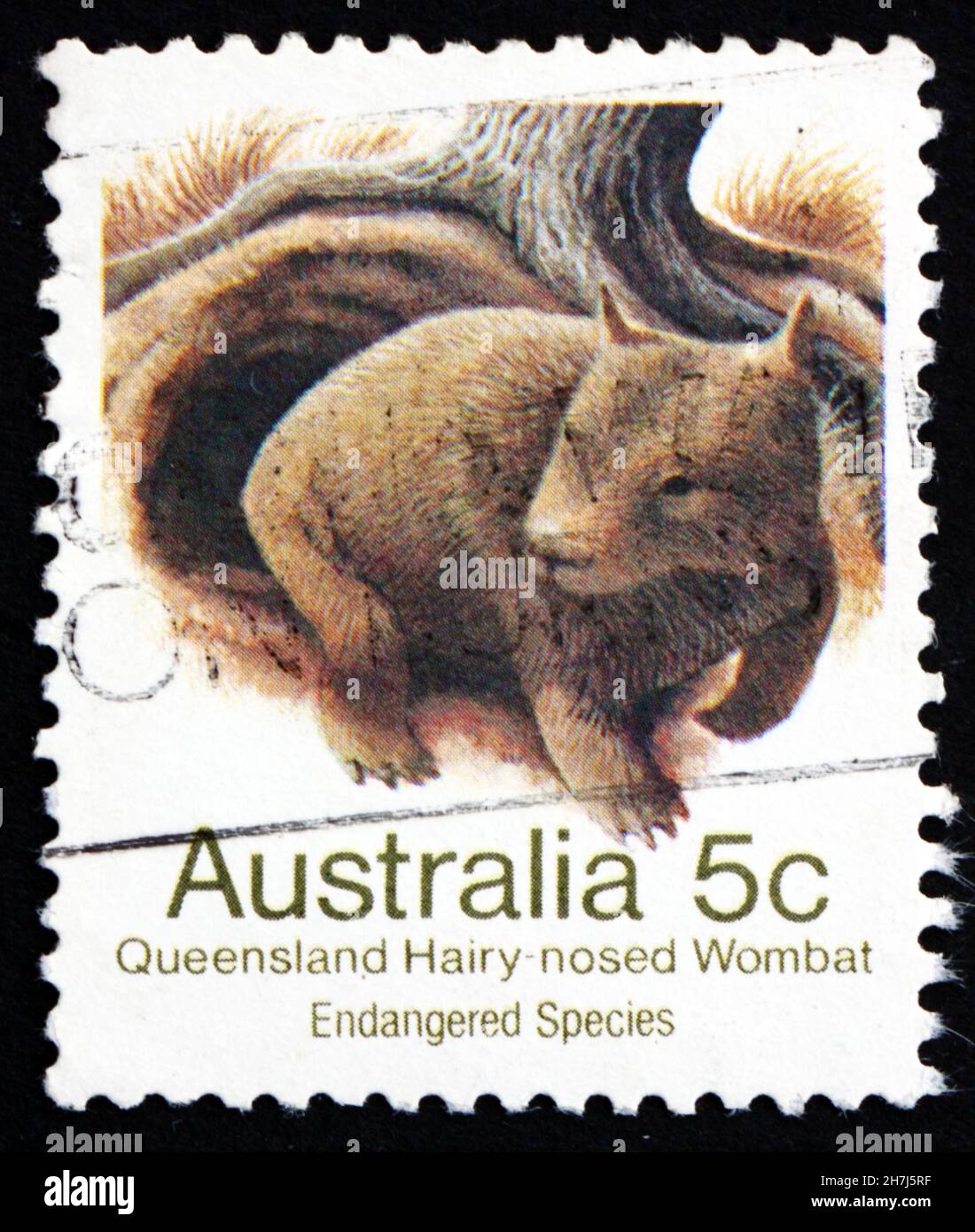 AUSTRALIEN - UM 1981: Eine in Australien gedruckte Marke zeigt Queensland Hairy-Nosed Wombat, Lasiorhinus Krefftii, Beuteltier, um 1981 Stockfoto