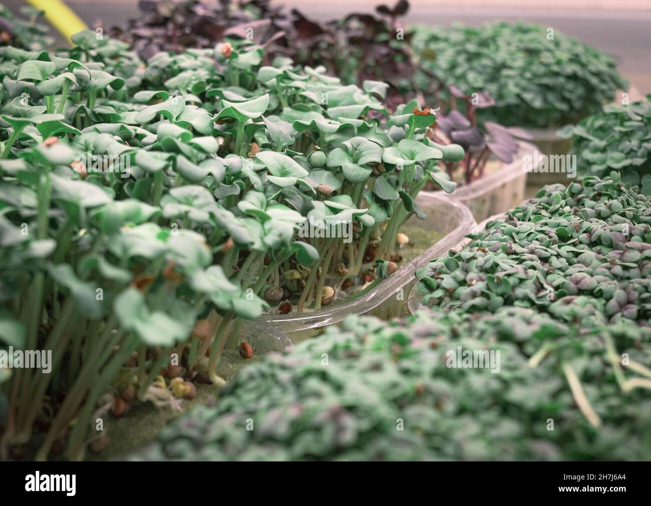 Grüne im Gewächshaus, die nach hydroponischer Methode angebaut werden Stockfoto