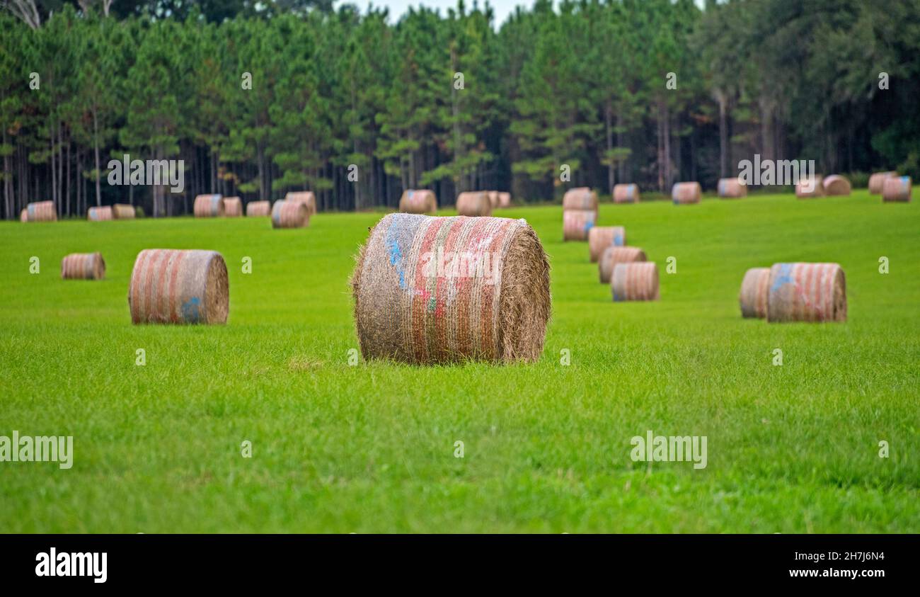 In der kleinen Stadt High Springs im Norden Floridas sitzen auf einem grünen Gras geerntete Heurollen. Stockfoto