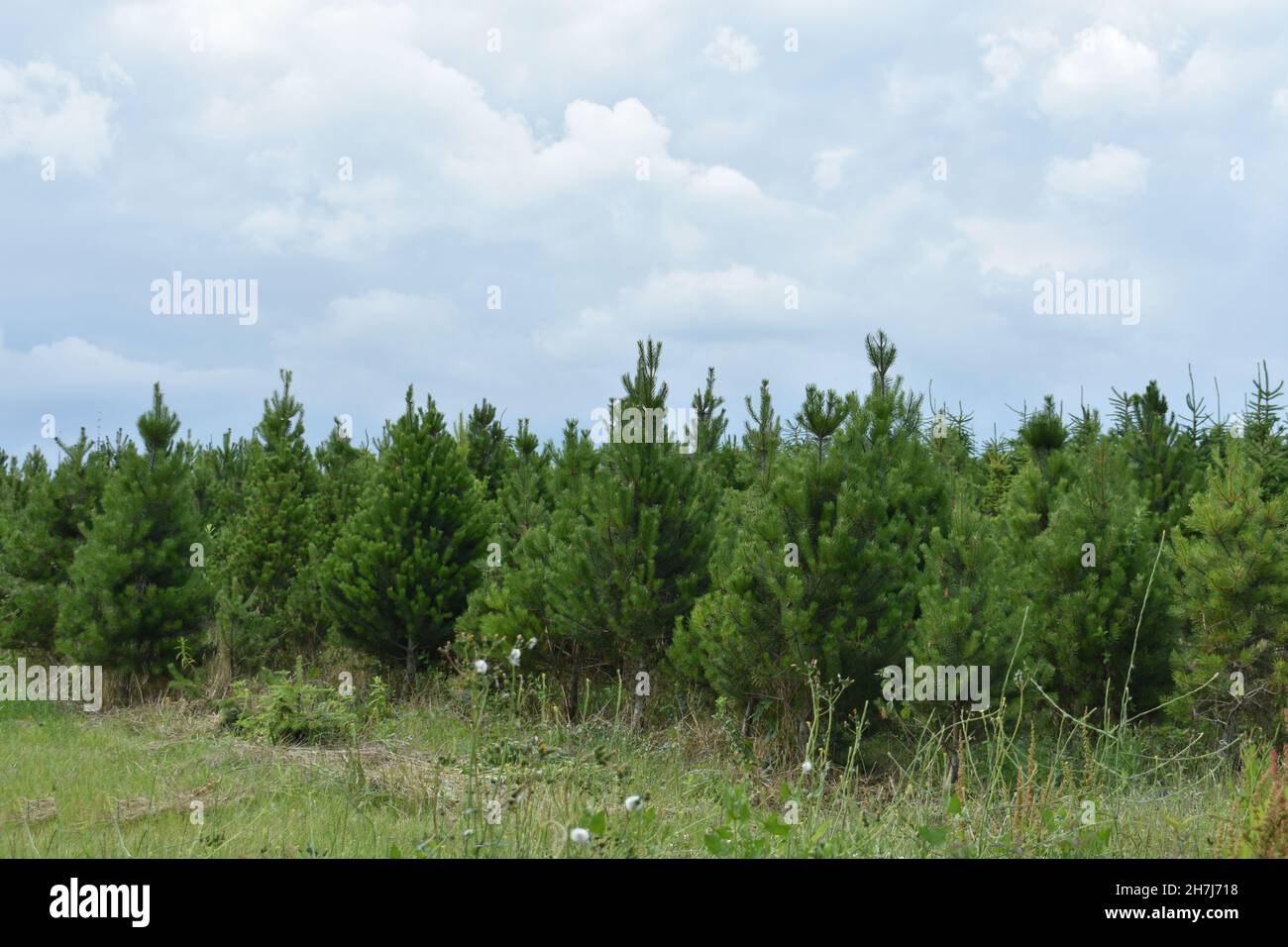 Weihnachtsbäume, Tannenbäume, aufgereiht in einer Reihe auf einem Feld draußen im Winter. Mit Gras vor und einem trüben blauen dramatischen Himmel Hintergrund Stockfoto