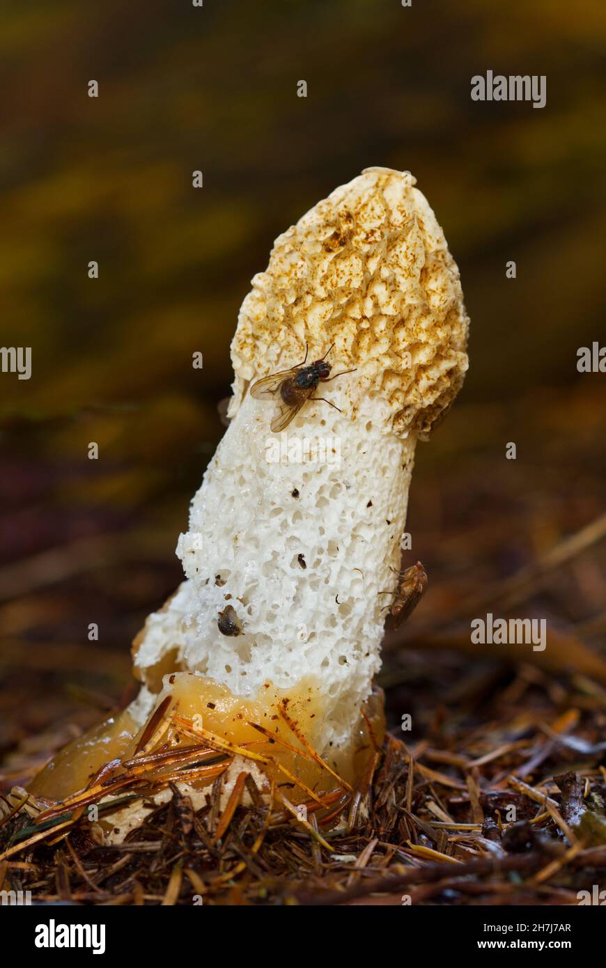 Die Fliegen, angezogen vom faulen Geruch, auf dem gemeinen stinkhorn im Wald Stockfoto