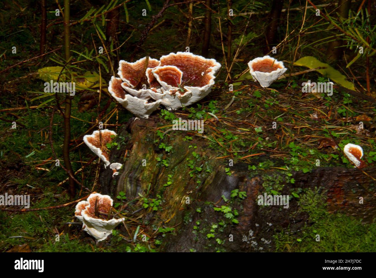 Die fruchtenden Körper des Wurzelfäulepilzes Heterobasidion annosum auf dem Baumstumpf im Wald Stockfoto