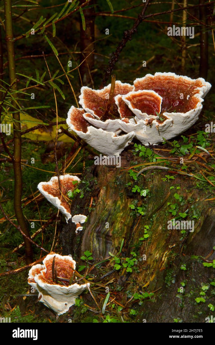 Die fruchtenden Körper des Wurzelfäulepilzes Heterobasidion annosum auf dem Baumstumpf im Wald Stockfoto