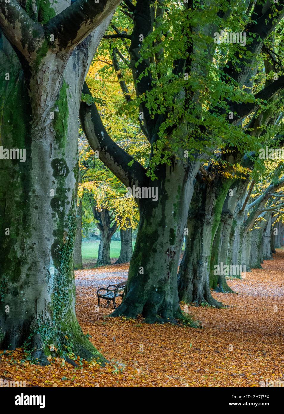 Herbstszene an der Promenade ein baumgesäumter Spaziergang auf den Downs in Clifton Bristol, Großbritannien Stockfoto