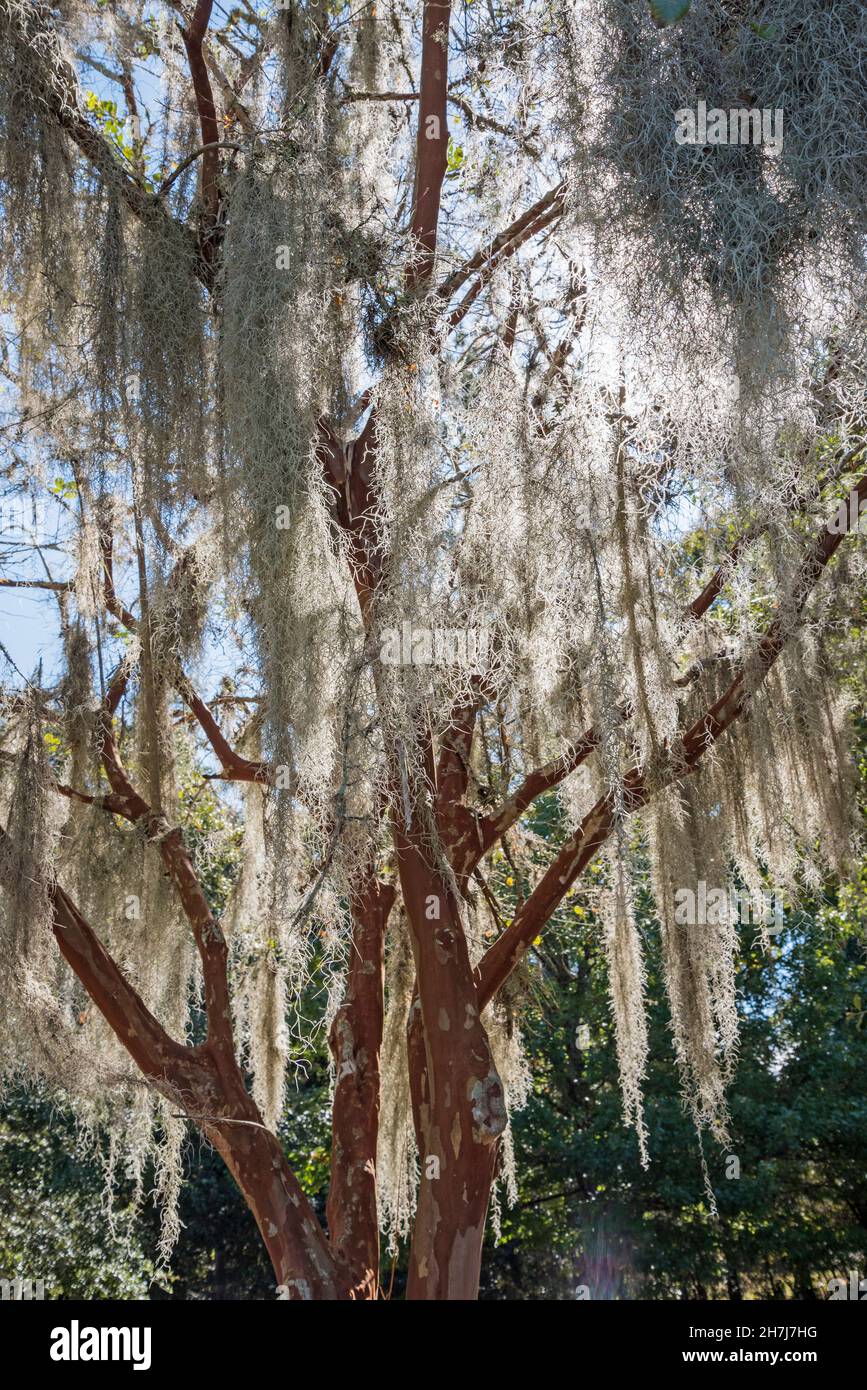 Hintergrundbeleuchtetes spanisches Moos, das an einem Crape Mrytle Baum in Nord-Zentral-Florida hängt. Stockfoto