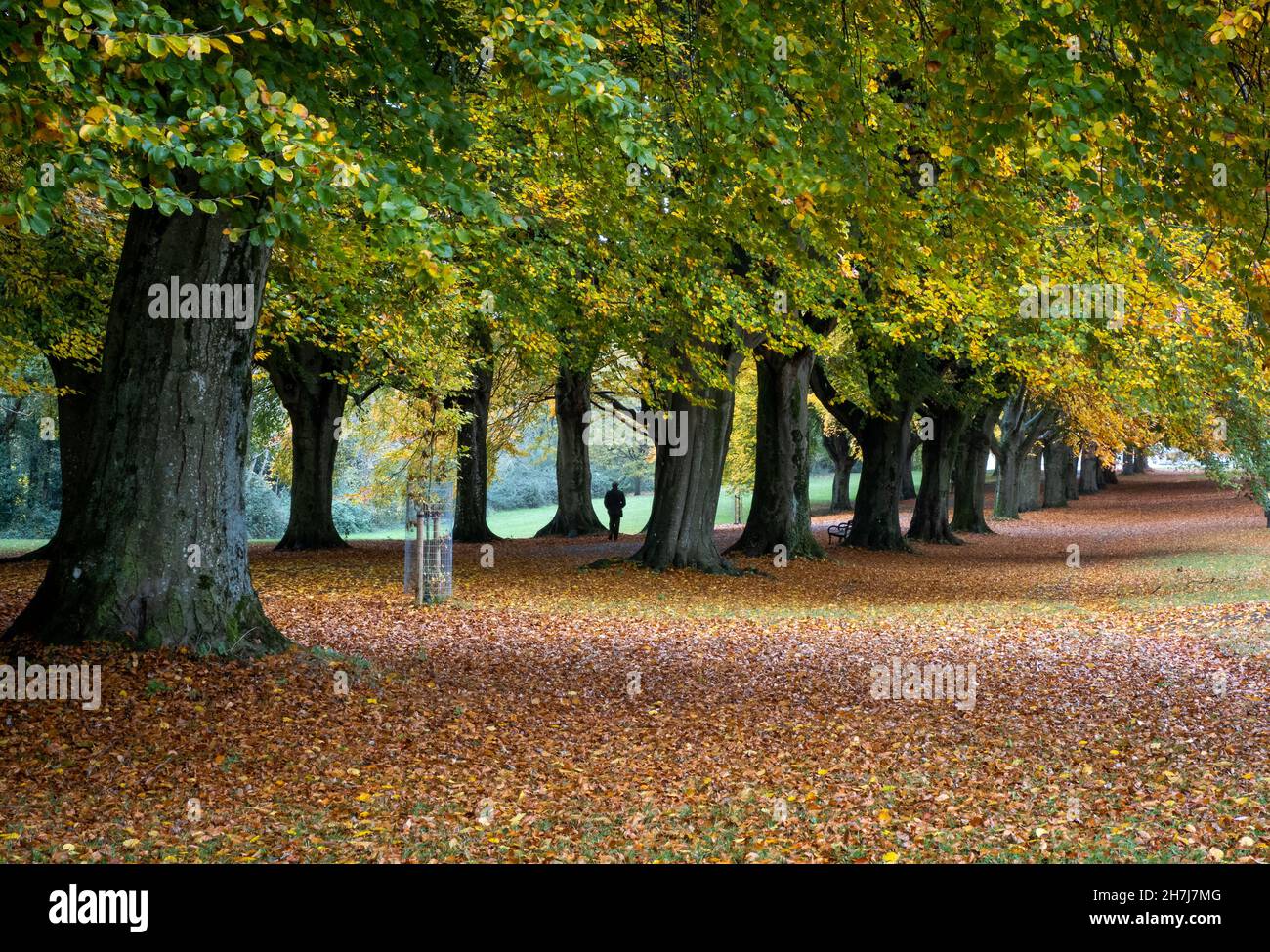 Herbstszene an der Promenade ein baumgesäumter Spaziergang auf den Downs in Clifton Bristol, Großbritannien Stockfoto